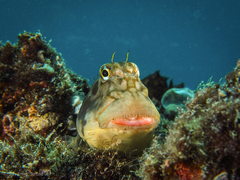 Ophioblennius atlanticus