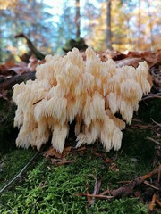 Hericium alpestre
