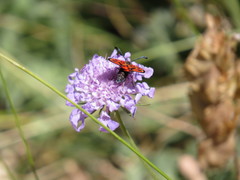 Zygaena hilaris