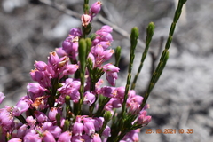 Erica palliiflora