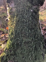 Cladonia fimbriata