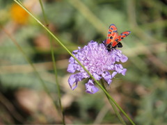 Zygaena hilaris