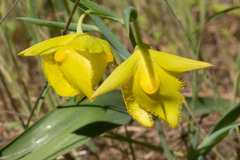Calochortus pulchellus