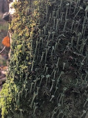 Cladonia fimbriata