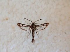 Pyropteron triannuliformis