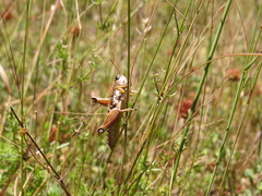 Podisma amedegnatoae