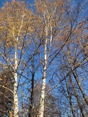 Betula pendula