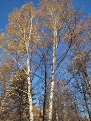Betula pendula