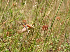 Podisma amedegnatoae