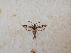 Pyropteron triannuliformis