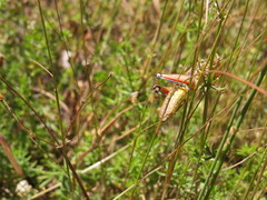 Podisma amedegnatoae