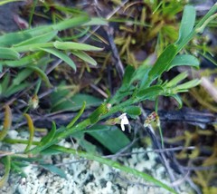 Muraltia muraltioides