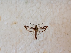 Pyropteron triannuliformis