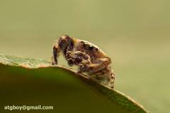 Salticidae