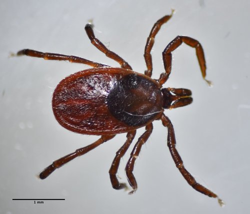 Western Black-legged Tick