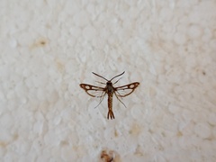 Pyropteron triannuliformis