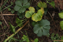 Ranunculus fallax