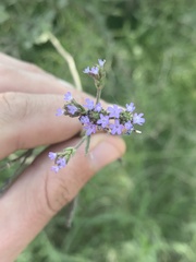 Verbena