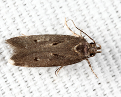 Chionodes abitus