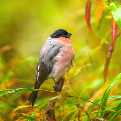 Eurasian Bullfinch (Pyrrhula pyrrhula), photo 8