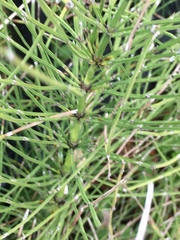 Equisetum arvense