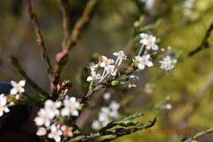 Struthiola myrsinites