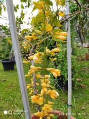 Petraeovitex wolfei