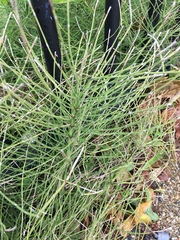 Equisetum arvense