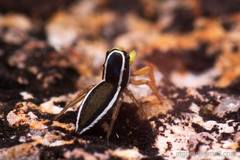 Dendroicius hotaruae