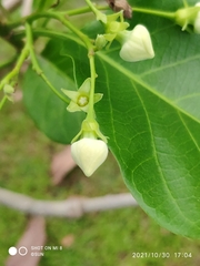 Vallaris glabra