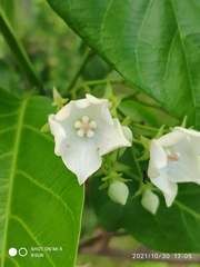 Vallaris glabra