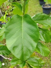 Vallaris glabra