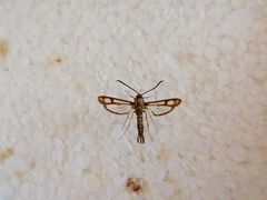 Pyropteron triannuliformis