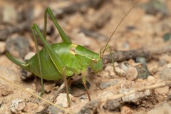 Barbitistes fischeri