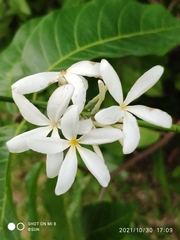 Saba senegalensis