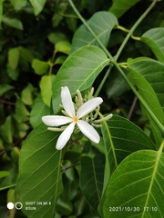 Saba senegalensis