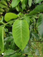 Saba senegalensis