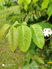 Saba senegalensis