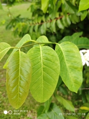Saba senegalensis