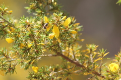 Pultenaea acerosa
