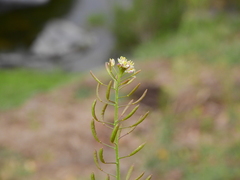 Descurainia erodiifolia