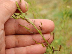 Descurainia erodiifolia