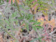 Descurainia erodiifolia