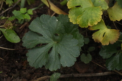 Ranunculus fallax