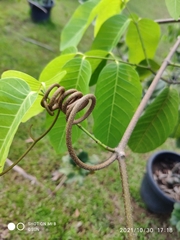 Saba senegalensis