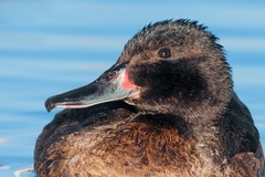 Black-Headed Duck photo 5