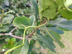 Saba senegalensis
