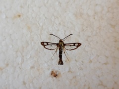 Pyropteron triannuliformis