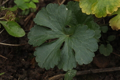 Ranunculus fallax