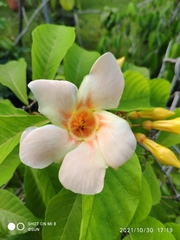Odontadenia semidigyna